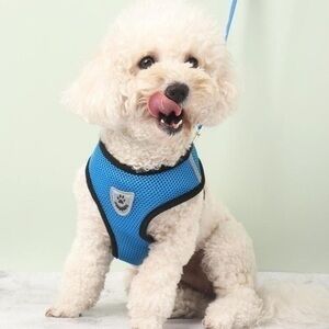 Blue small dog leash harness new!